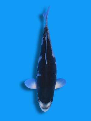 Wagoi Hajiro | Koi&Co.